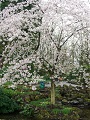 Keukenhof